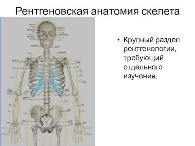 Рентгеновская анатомия скелета Крупный раздел рентгенологии, требующий отдельного изучения.