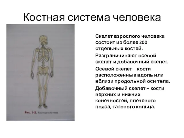 Костная система человека Скелет взрослого человека состоит из более 200 отдельных