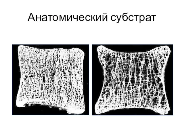 Анатомический субстрат