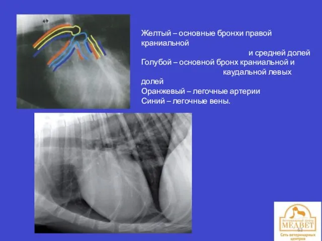 Желтый – основные бронхи правой краниальной и средней долей Голубой –