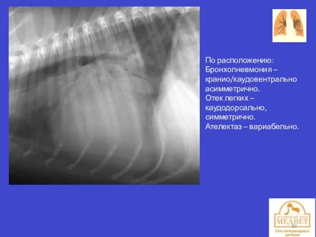 По расположению: Бронхопневмония – кранио/каудовентрально асимметрично. Отек легких – каудодорсально, симметрично. Ателектаз – вариабельно.