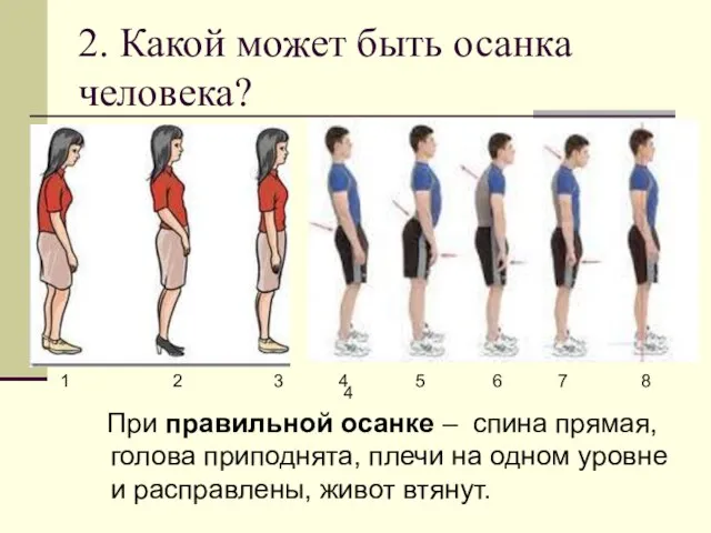 2. Какой может быть осанка человека? При правильной осанке – спина