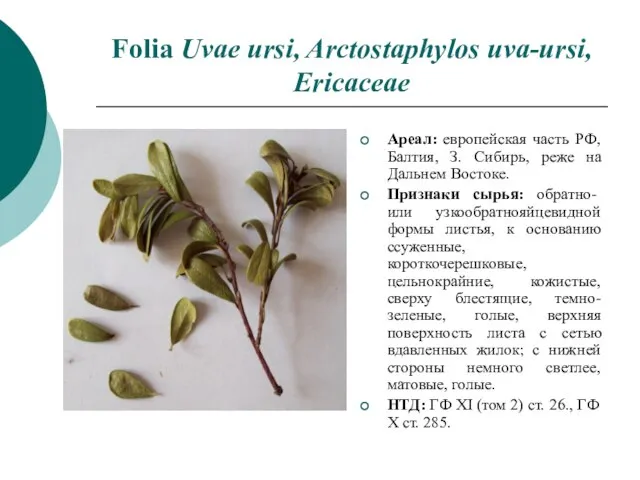 Folia Uvae ursi, Arctostaphylos uva-ursi, Ericaceae Ареал: европейская часть РФ, Балтия,