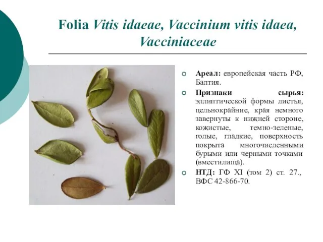 Folia Vitis idaeae, Vaccinium vitis idaea, Vacciniaceae Ареал: европейская часть РФ,