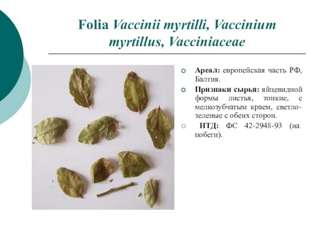 Folia Vaccinii myrtilli, Vaccinium myrtillus, Vacciniaceae Ареал: европейская часть РФ, Балтия.