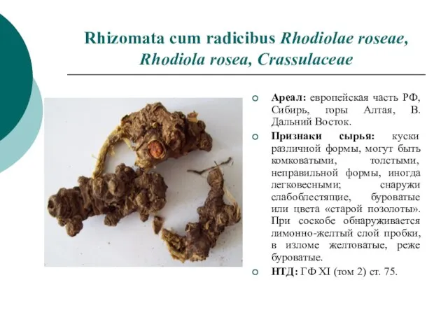 Rhizomata cum radicibus Rhodiolae roseae, Rhodiola rosea, Crassulaceae Ареал: европейская часть