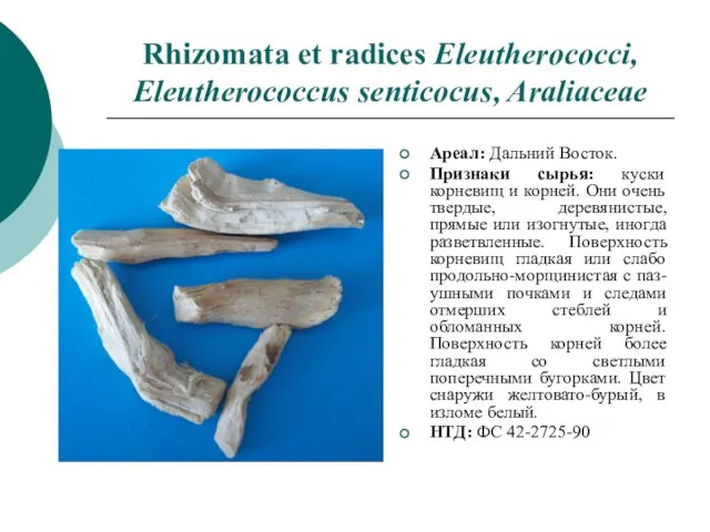 Rhizomata et radices Eleutherococci, Eleutherococcus senticocus, Araliaceae Ареал: Дальний Восток. Признаки