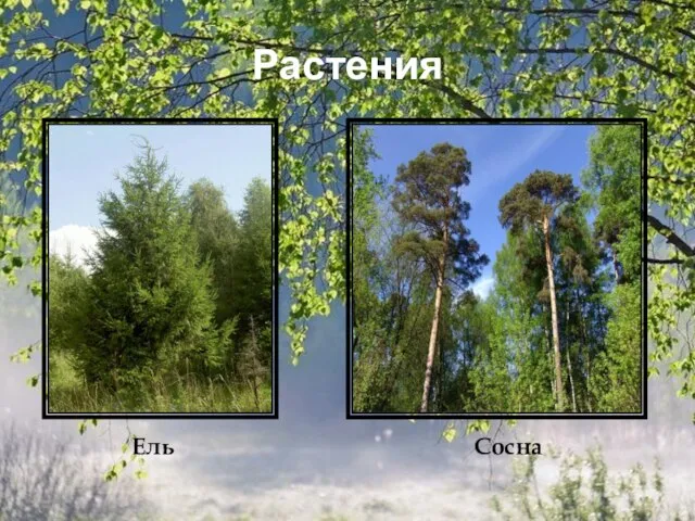 Растения Ель Сосна