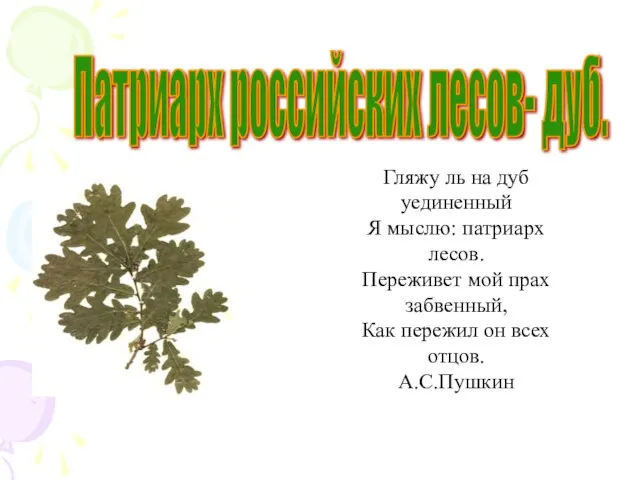 Патриарх российских лесов- дуб. Гляжу ль на дуб уединенный Я мыслю: