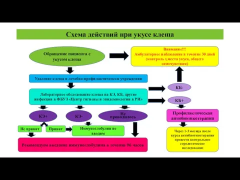 Схема действий при укусе клеща Обращение пациента с укусом клеща Внимание!!!