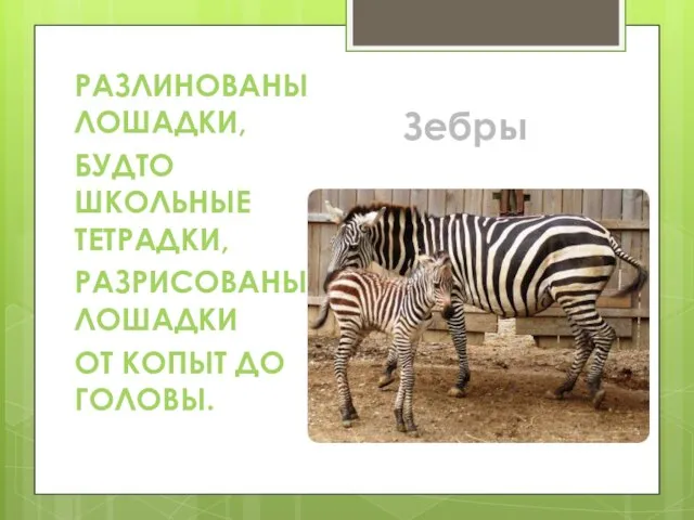 РАЗЛИНОВАНЫ ЛОШАДКИ, БУДТО ШКОЛЬНЫЕ ТЕТРАДКИ, РАЗРИСОВАНЫ ЛОШАДКИ ОТ КОПЫТ ДО ГОЛОВЫ. Зебры