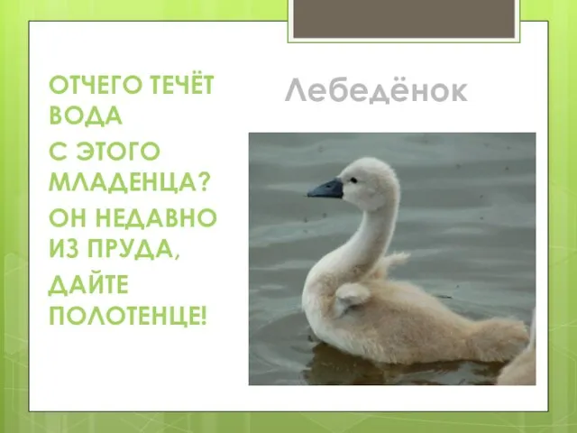 ОТЧЕГО ТЕЧЁТ ВОДА С ЭТОГО МЛАДЕНЦА? ОН НЕДАВНО ИЗ ПРУДА, ДАЙТЕ ПОЛОТЕНЦЕ! Лебедёнок