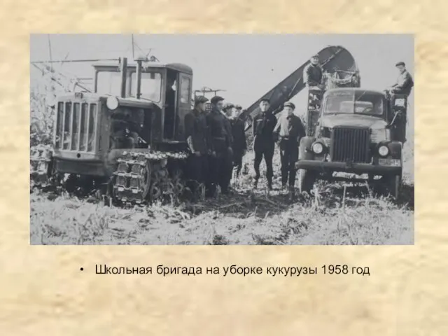 Школьная бригада на уборке кукурузы 1958 год