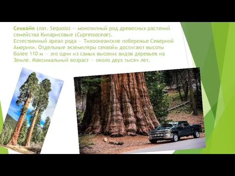 Секво́йя (лат. Sequoia) — монотипный род древесных растений семейства Кипарисовые (Cupressaceae).