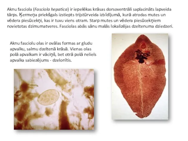 Aknu fasciola (Fasciola hepatica) ir iepelēkas krāsas dorsoventrāli saplacināts lapveida tārps.