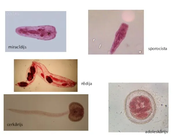 miracīdijs sporocista rēdija cerkārijs adoleskārijs