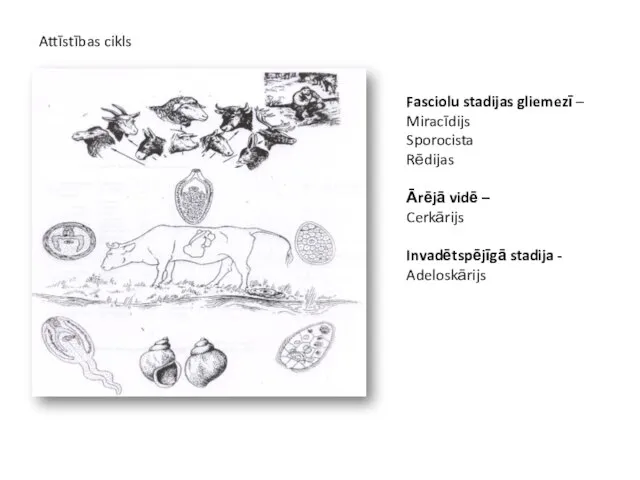 Attīstības cikls Fasciolu stadijas gliemezī – Miracīdijs Sporocista Rēdijas Ārējā vidē