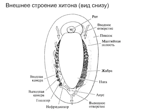 Внешнее строение хитона (вид снизу)