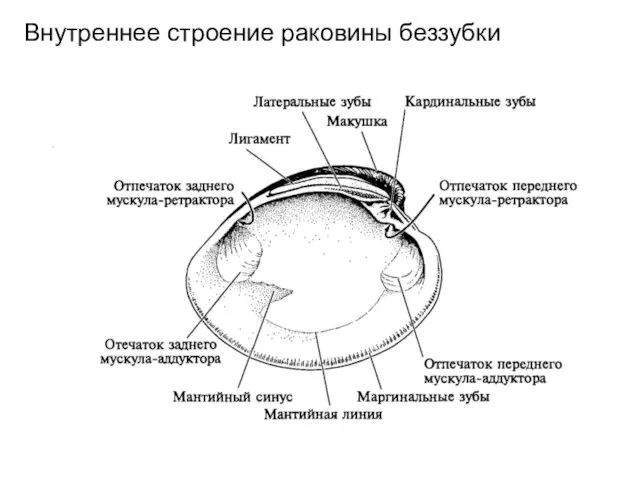 Внутреннее строение раковины беззубки