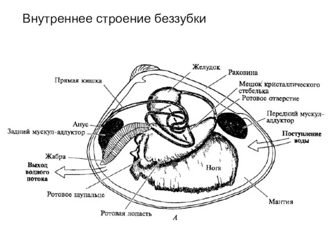 Внутреннее строение беззубки