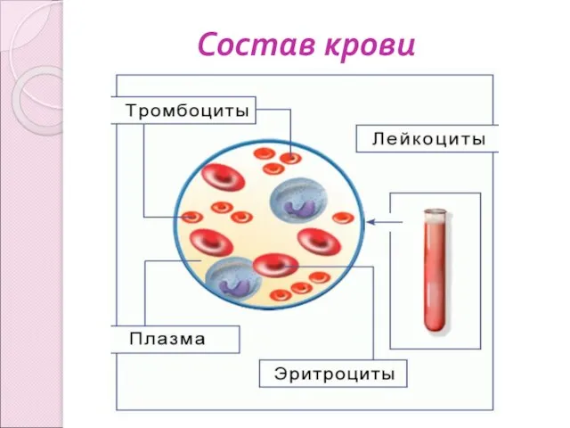 Состав крови