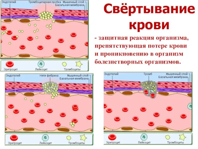 Свёртывание крови - защитная реакция организма, препятствующая потере крови и проникновению в организм болезнетворных организмов.