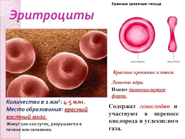 Эритроциты Красные кровяные клетки. Лишены ядра. Имеют двояковогнутую форму. Содержат гемоглобин