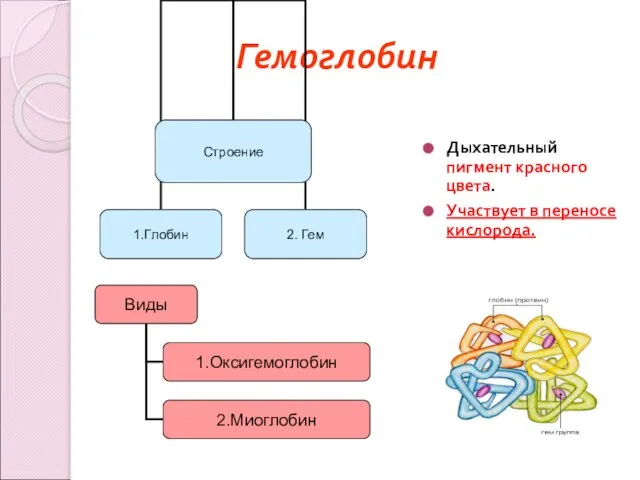 Гемоглобин Дыхательный пигмент красного цвета. Участвует в переносе кислорода.