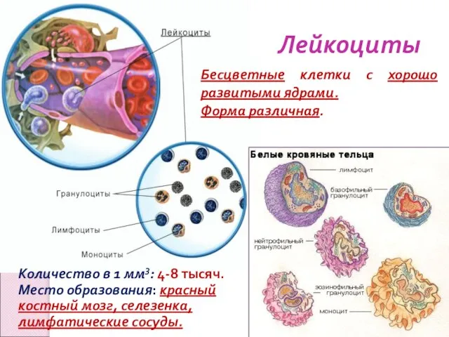 Лейкоциты Бесцветные клетки с хорошо развитыми ядрами. Форма различная. Количество в