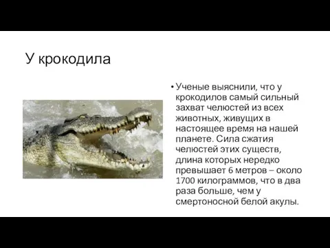 У крокодила Ученые выяснили, что у крокодилов самый сильный захват челюстей