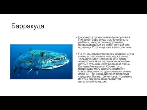 Барракуда Барракуда проворная и прожорливая. Питается барракуда исключительно рыбами, иногда очень