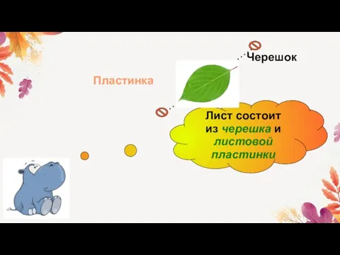 Лист состоит из черешка и листовой пластинки Черешок Пластинка