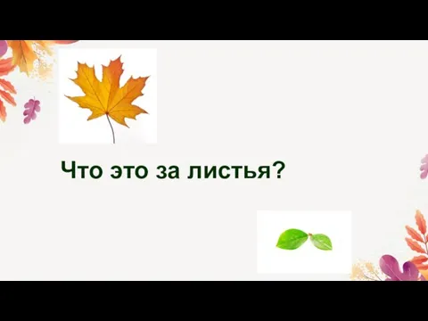 Что это за листья?