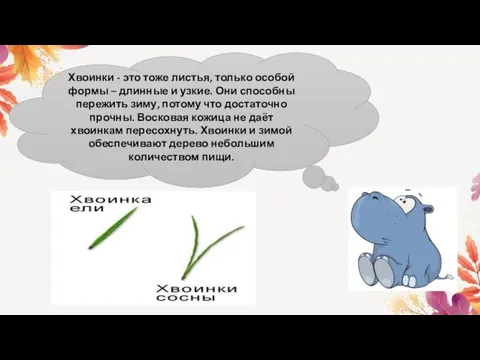 Хвоинки - это тоже листья, только особой формы – длинные и