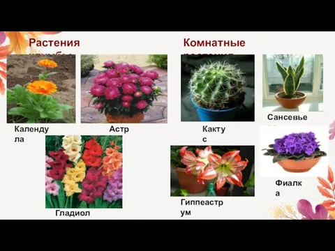 Растения клумбы Комнатные растения