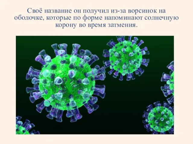 Своё название он получил из-за ворсинок на оболочке, которые по форме