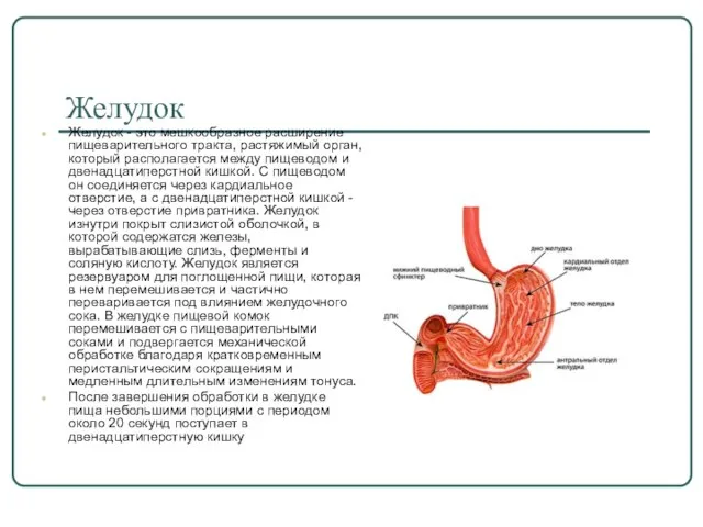 Желудок Желудок - это мешкообразное расширение пищеварительного тракта, растяжимый орган, который
