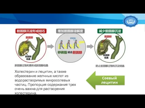 Холестерин и лецитин, а также образование желчных кислот из водорастворимых микросолевых