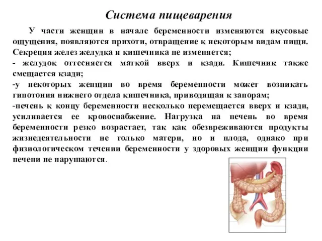 Система пищеварения У части женщин в начале беременности изменяются вкусовые ощущения,