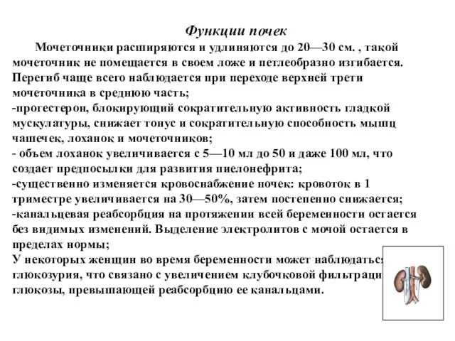 Функции почек Мочеточники расширяются и удлиняются до 20—30 см. , такой