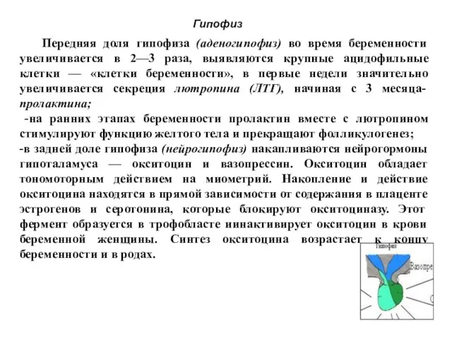 Гипофиз Передняя доля гипофиза (аденогипофиз) во время беременности увеличивается в 2—3