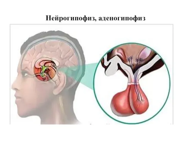 Нейрогипофиз, аденогипофиз