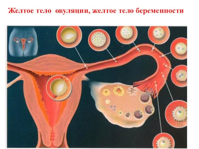 Желтое тело овуляции, желтое тело беременности