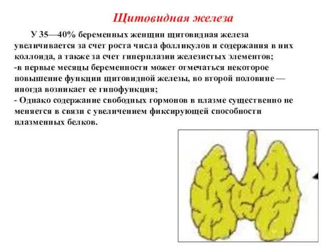 Щитовидная железа У 35—40% беременных женщин щитовидная железа увеличивается за счет