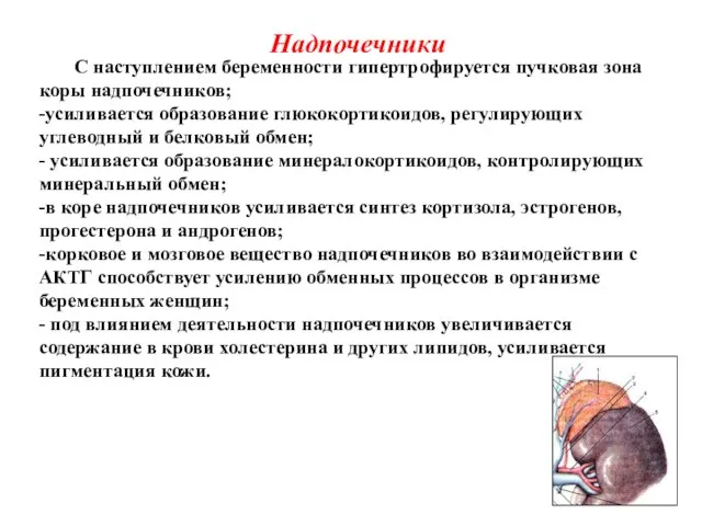 Надпочечники С наступлением беременности гипертрофируется пучковая зона коры надпочечников; -усиливается образование