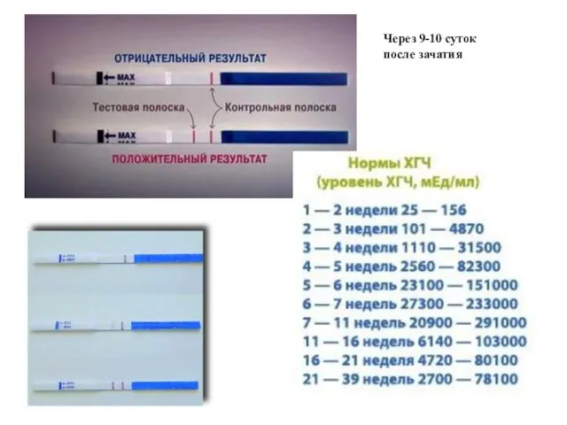 Через 9-10 суток после зачатия