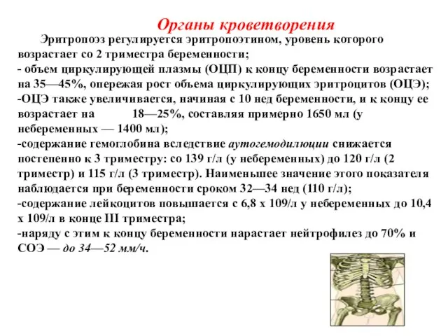 Органы кроветворения Эритропоэз регулируется эритропоэтином, уровень которого возрастает со 2 триместра