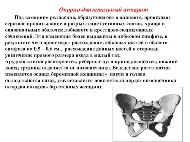 Опорно-двигательный аппарат Под влиянием релаксина, образующегося в плаценте, происходит серозное пропитывание