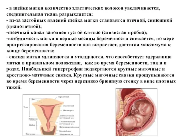 - в шейке матки количество эластических волокон увеличивается, соединительная ткань разрыхляется;