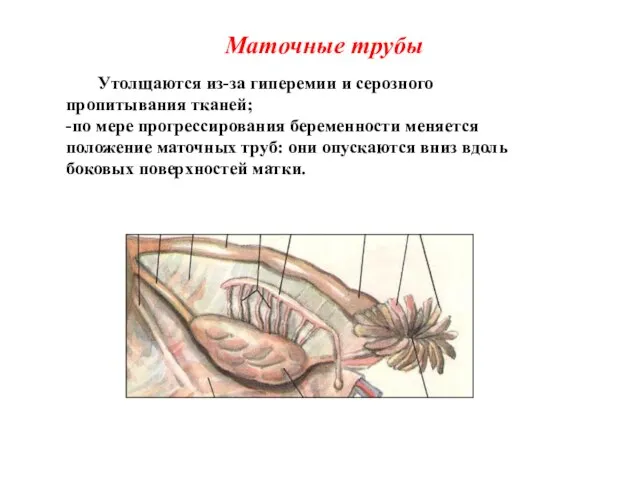 Маточные трубы Утолщаются из-за гиперемии и серозного пропитывания тканей; -по мере